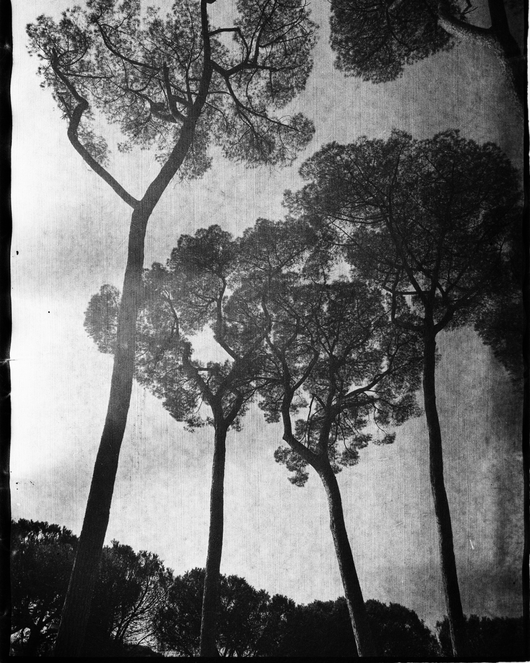 Shades of Rome VILLA BORGUESE 2