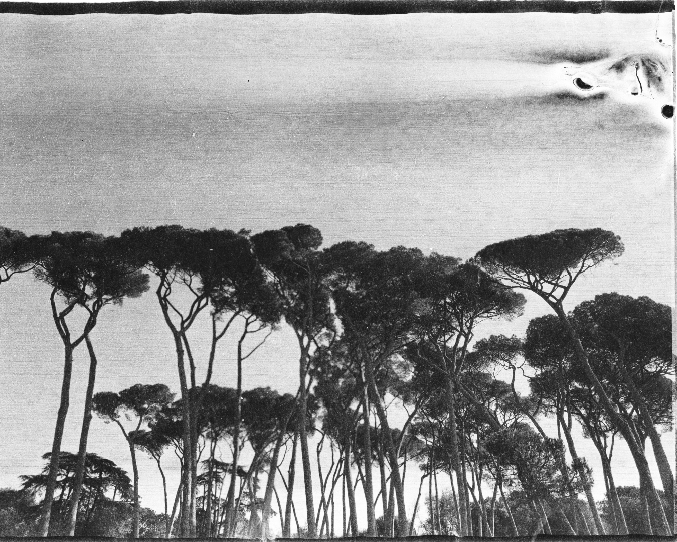 Shades of Rome VILLA PAMPHILI 1
