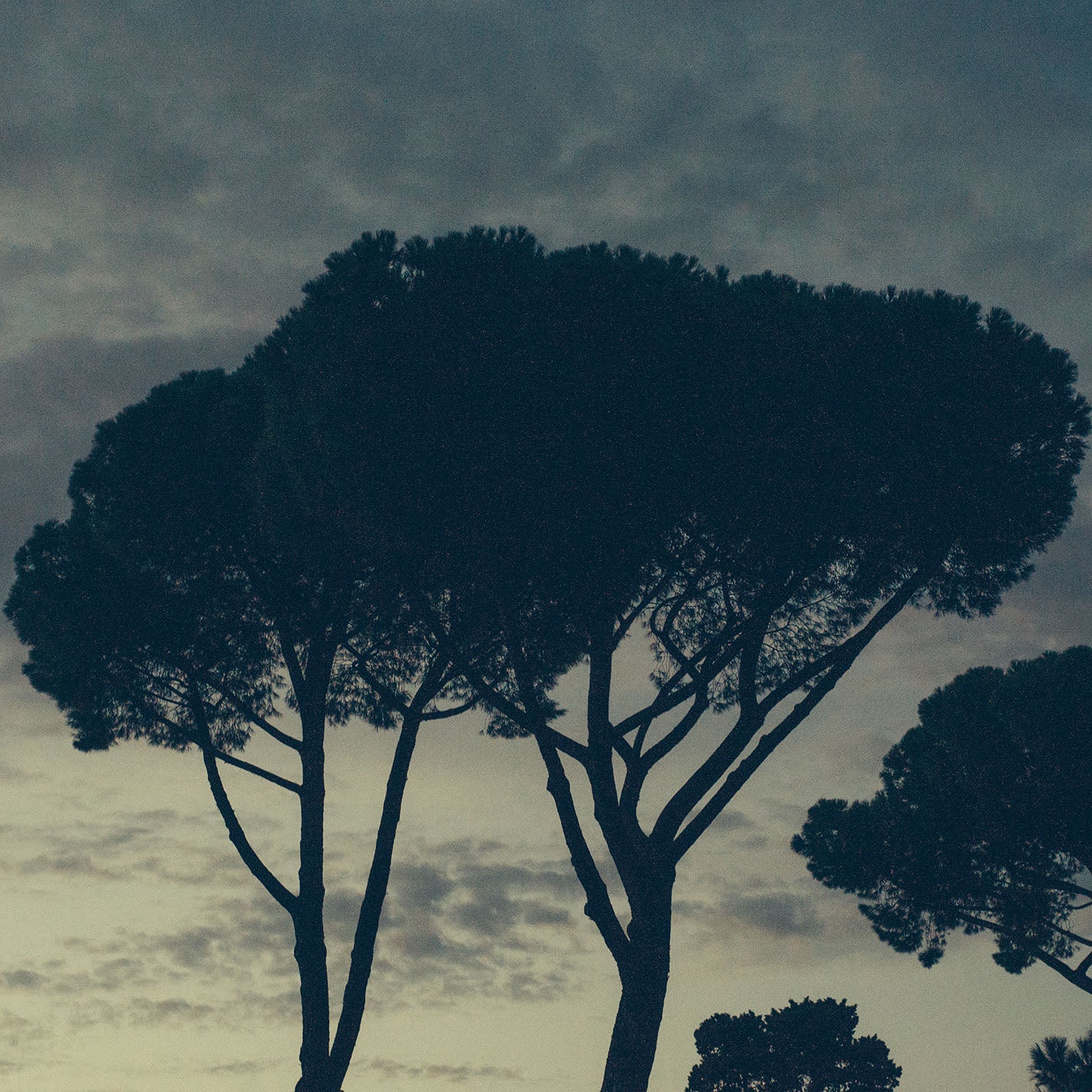 ROMA 24
