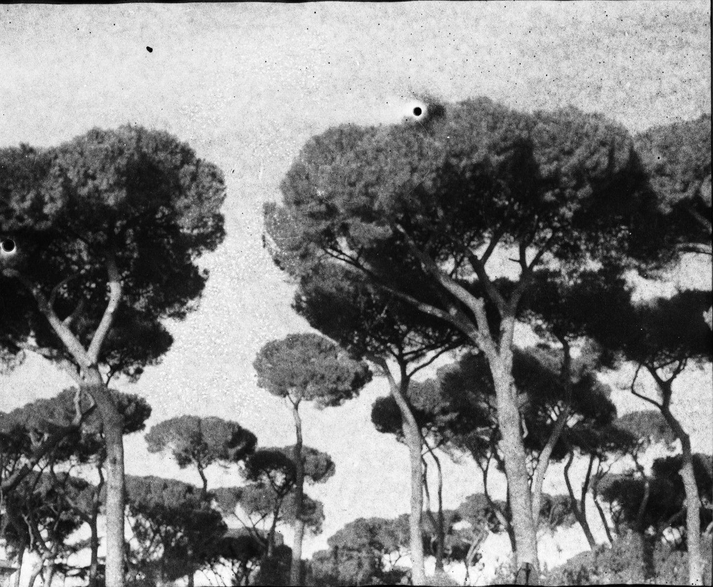 Shades of Rome VILLA BORGUESE 8